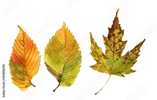 3 autumn leaves watercolor isolated on white background set for all prints.