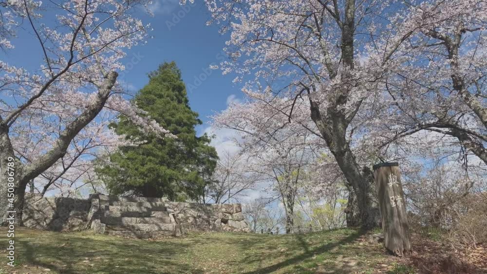 桜 三春城跡 舞鶴城 城山公園 福島県 桜 三春城跡 舞鶴城 城山公園 福島県