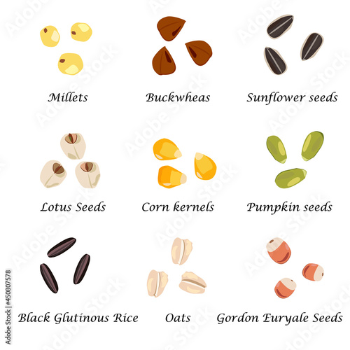 Set of Grains, Cereals, isolated on white background, Hand drawn icons vector illustration, cartoon flat style photo