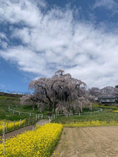 さくら 三春滝桜 サクラ 天然記念物 枝垂れ桜 滝桜 日本三大桜 日本五大桜 福島県 photo