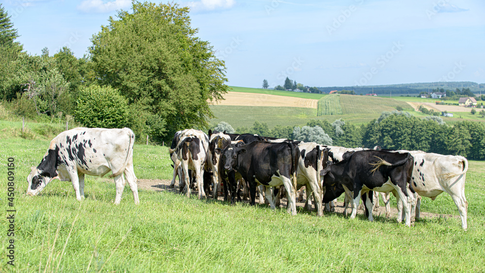 petit troupeau de vaches sur le vert pâturage petit troupeau de vaches sur le vert pâturage