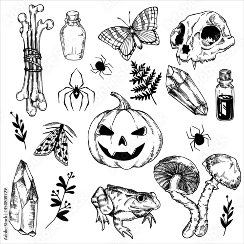 line drawing, graphics. set of mystical, witchcraft elements for Halloween. drawing in vintage style pumpkin, skull, bones, potion, crystal, mushrooms, spiders.
