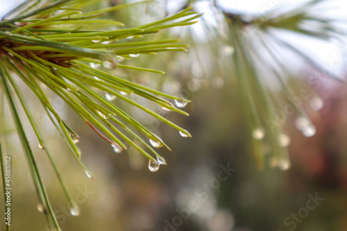 Macro rain water drops on bright green pine fir tree needles with blurred bokeh natural background with copy space. After warm summer rain