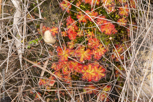 Group of the carnivorous plant Drosera trinervia seen in natural habitat close to Tulbagh in the Western Cape of South Africa photo