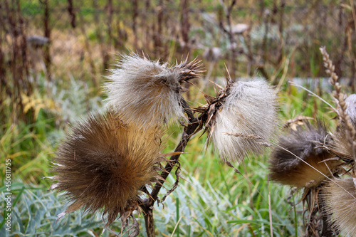 close up of seed heads of nettles