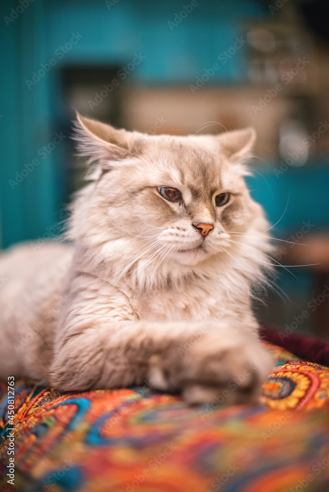A beautiful fluffy light Siberian cat with blue eyes lies in the room on a colored sofa. Cat breed Nevsky Masquerade
