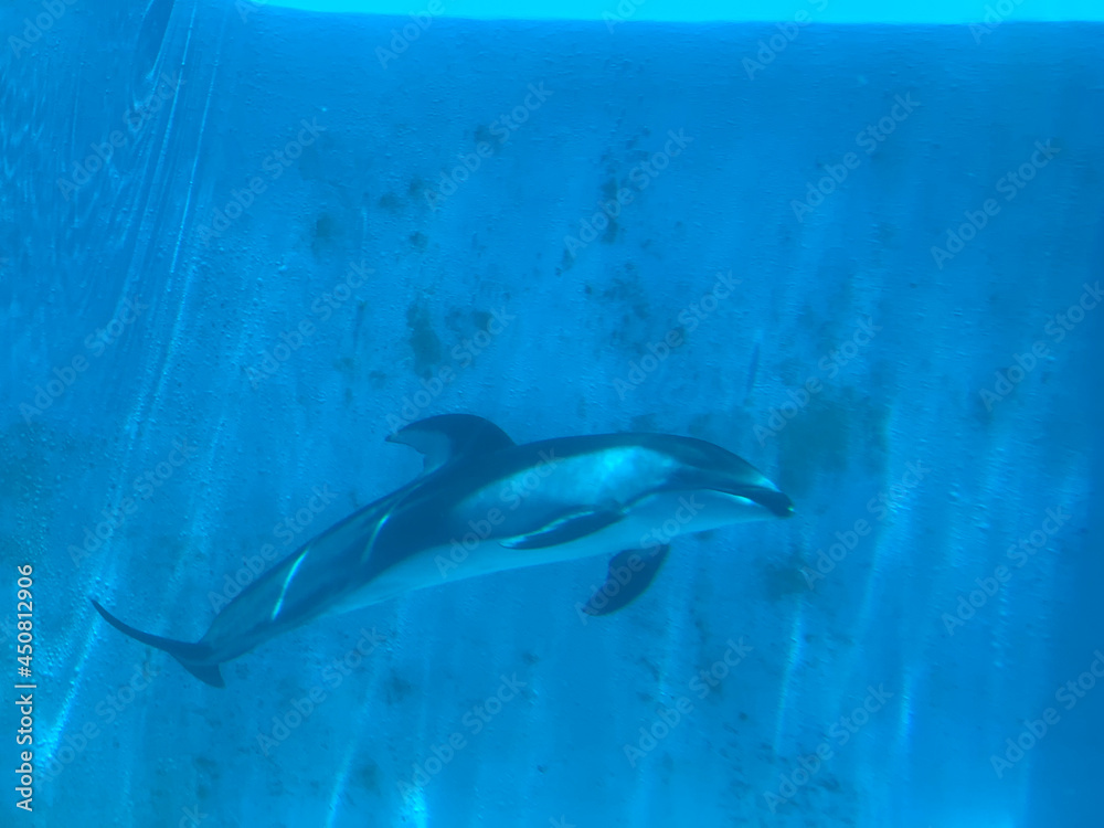 Fototapeta premium dolphin on the sea