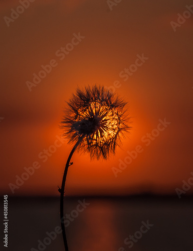 tree at sunset