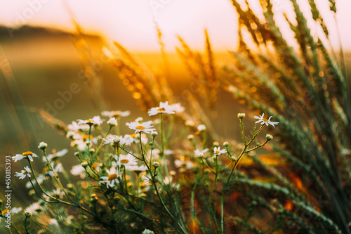 Blooming Wild Flower Matricaria Chamomilla, Matricaria Recutita, Chamomile. Commonly Known As Italian Camomilla, German Chamomile, Hungarian Chamomile, Wild Chamomile In Wheat Field At Sunset photo
