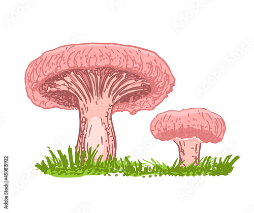 Edible russule mushroom. Coral milky cap mushrooms growing in the forest. Outdoors. Family of mushrooms isolated on white background for printing on packages, autumn season To pick up mushrooms