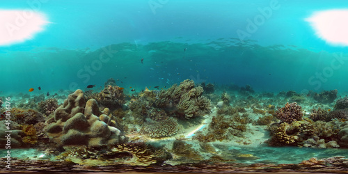 Wallpaper Mural Marine life sea world. Underwater fish reef marine. Tropical colourful underwater seas. Philippines. 360 panorama VR Torontodigital.ca