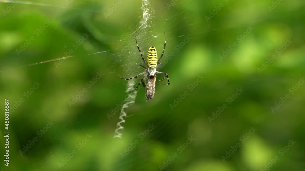 Horror shot as bee is being eaten alive by large yellow spider on the web. Horror shot as bee is being eaten alive by large yellow spider on the web.