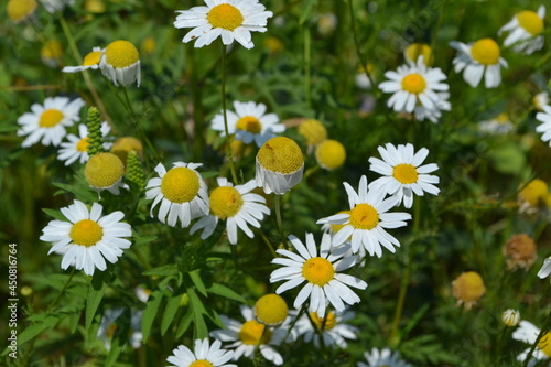 Chamomile flowers in green grass.