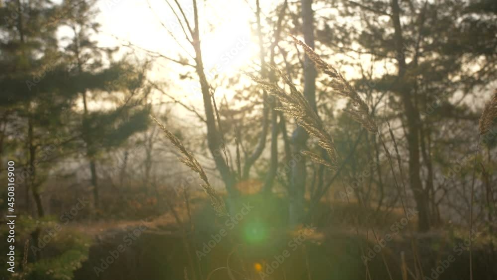 The spikelets sway in the wind at sunset. Slow motion video 2x. The spikelets sway in the wind at sunset. Slow motion video 2x.