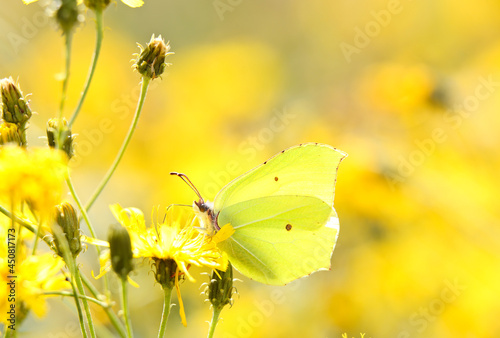 A bright yellow brimstone butterfly on a narrowleaf hawkweed © puteli