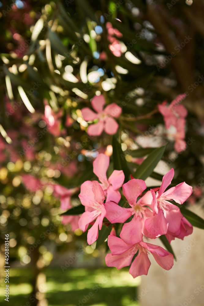 Pink oleander flowers blossom is circled by the glossy green leaves of the tree Pink oleander flowers blossom is circled by the glossy green leaves of the tree