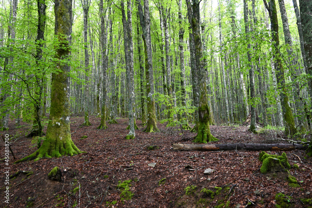 beautiful beech forest on tuscany mountains, spring season. Italy. beautiful beech forest on tuscany mountains, spring season. Italy.