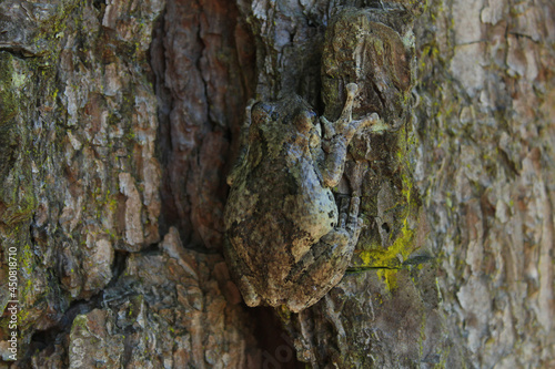 Gray Tree Frog Hyla chrysoscelis on pine tree in Eastern Texas