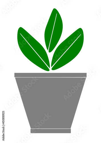 plant in pot