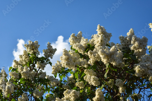 Blooming bush of white lilac on blue sky background