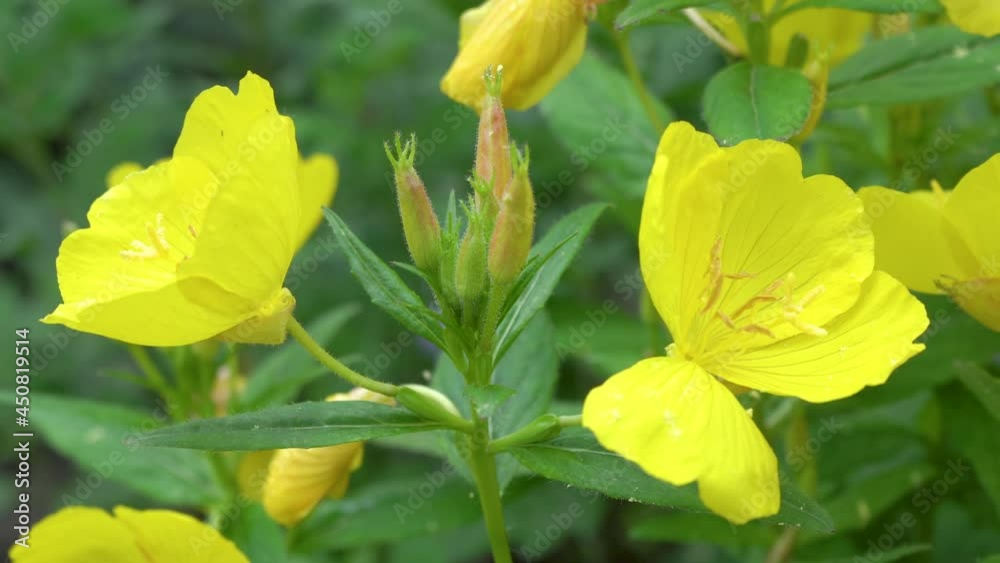 Oenothera biennis flower,close up of yellow flowers blooming in the garden Oenothera biennis flower,close up of yellow flowers blooming in the garden