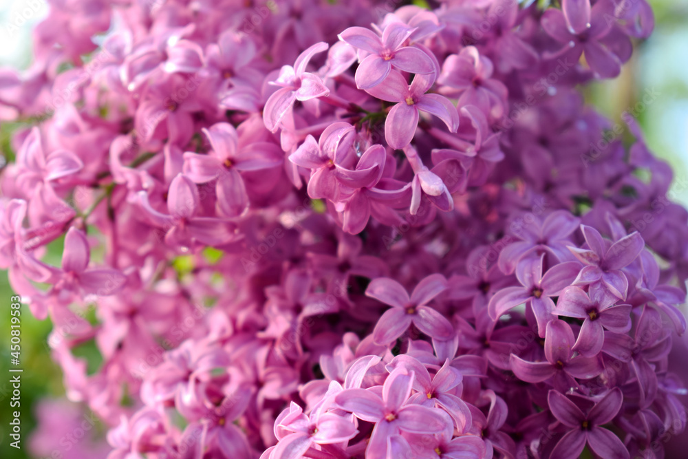 Bud of pink lilac in macro shoot Bud of pink lilac in macro shoot