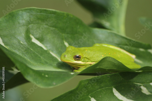 American Green Tree Frog Hyla cinerea in Texas