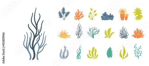 Set of seaweeds, underwater sea plants, shells.