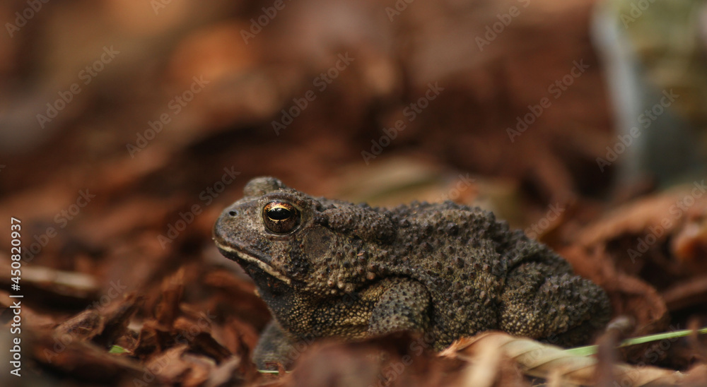 Fototapeta premium Texas Toad Anaxyrus speciosus in Garden in East Texas