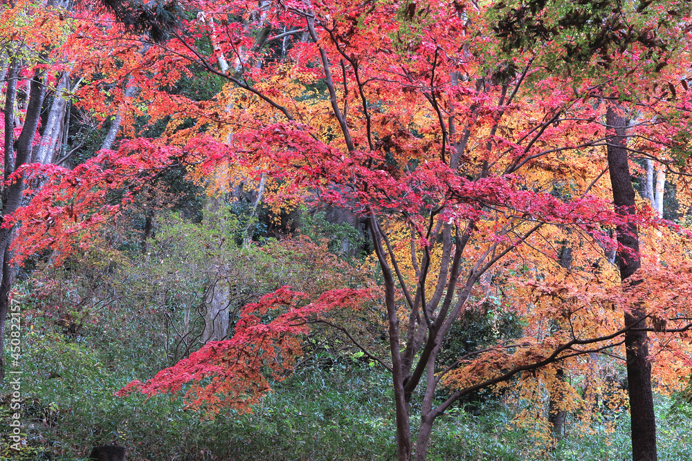 彩の国さいたま　武蔵嵐山の渓谷　紅葉盛りのころ
