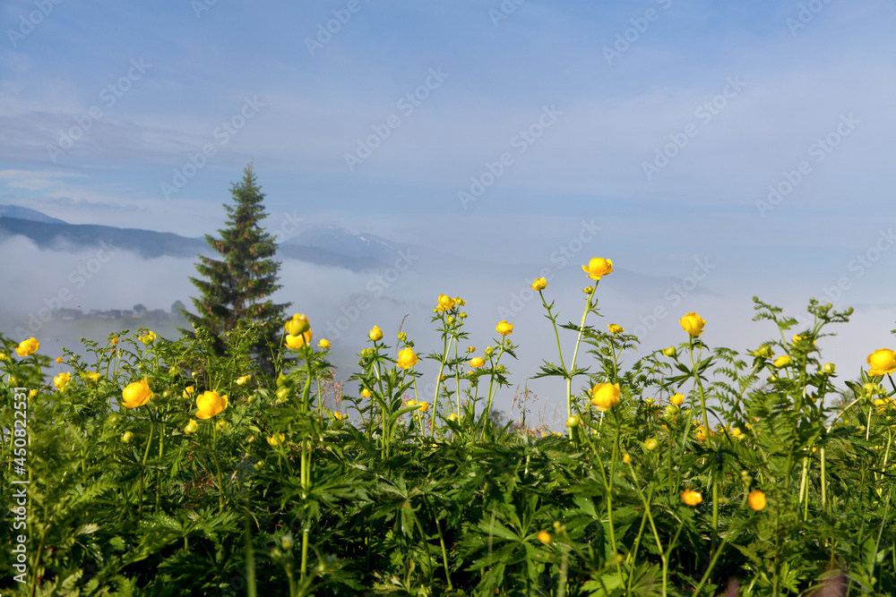 Yellow flowers on the background of mountains in deep fog. Ukraine, Carpathians.