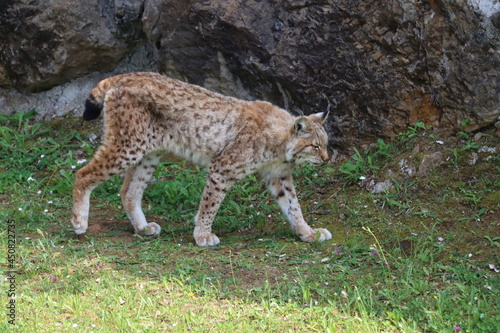 beautiful big cat lynx wild freedom fear danger extinction © Malomalot