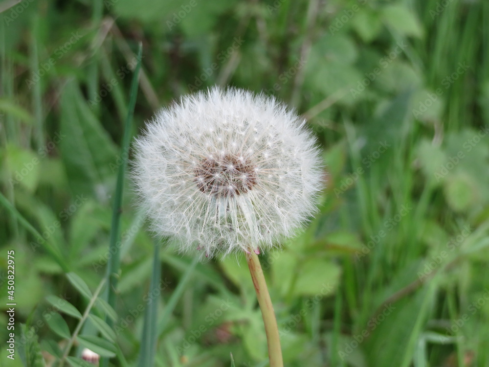 dandelion plant delicacy beautiful soft weak air dandelion plant delicacy beautiful soft weak air