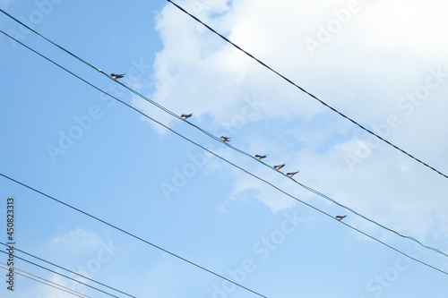 Birds sitting on power lines.