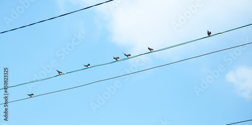 Birds sitting on power lines.