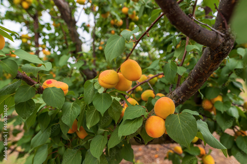 Sweet apricots fruits growing on a peach tree branch