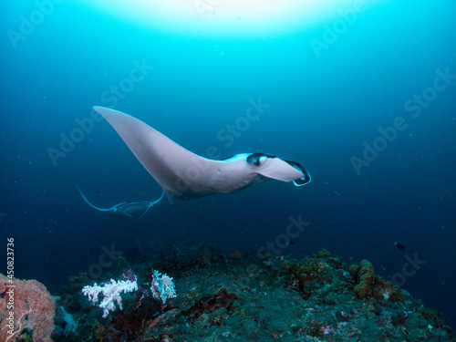 Reef Manta rays swimming on cleaning station in tropical coral reef. Raja Ampat.