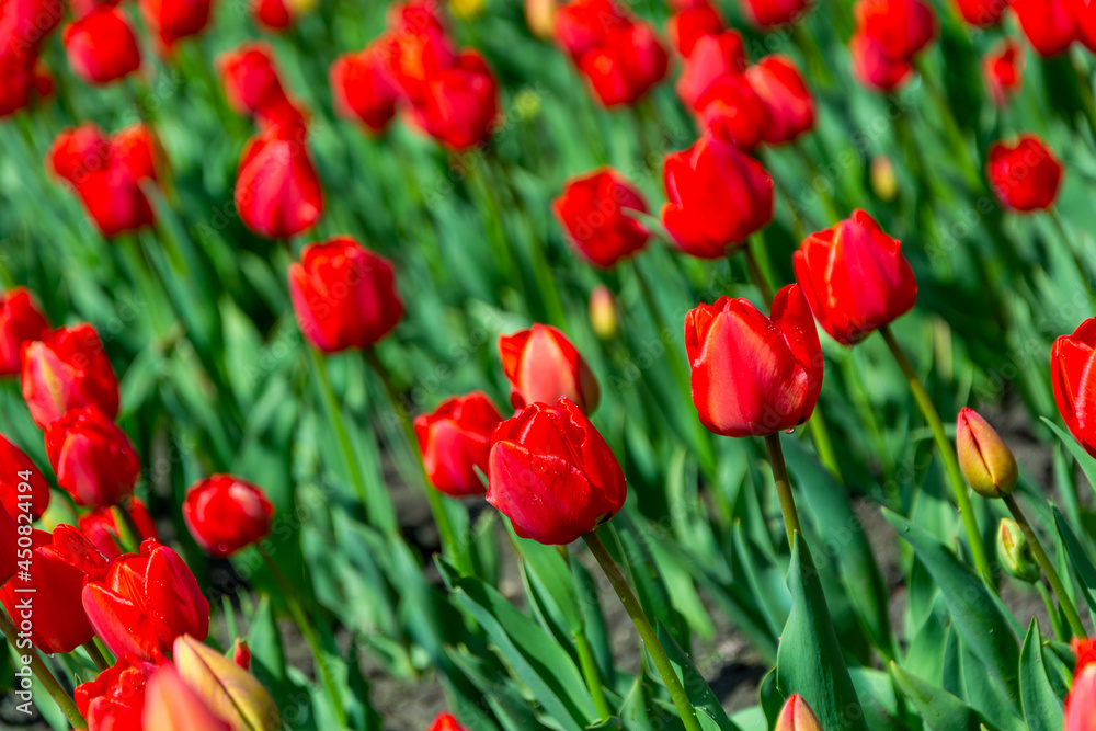 Piękne czerwone tulipany Piękne czerwone tulipany