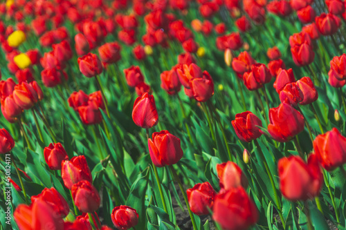 Pi  kne czerwone tulipany