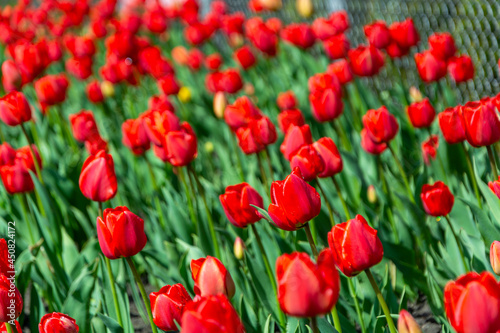 Pi  kne czerwone tulipany