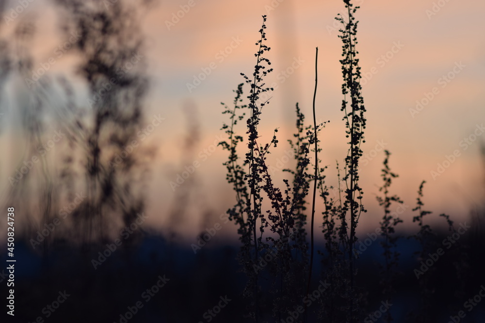 Obraz premium Sunset landscape in silhouette at sundown, colorful skies with blue, red, lavender, orange and other colors.SILHOUETTE OF PLANTS AT SUNSET. BACKGROUND FOR PHOTOS. Blurred background.