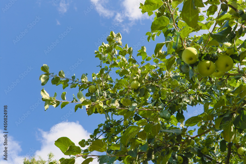 Apple trees with branches full of ripening fruits. Photos from summer orchard.