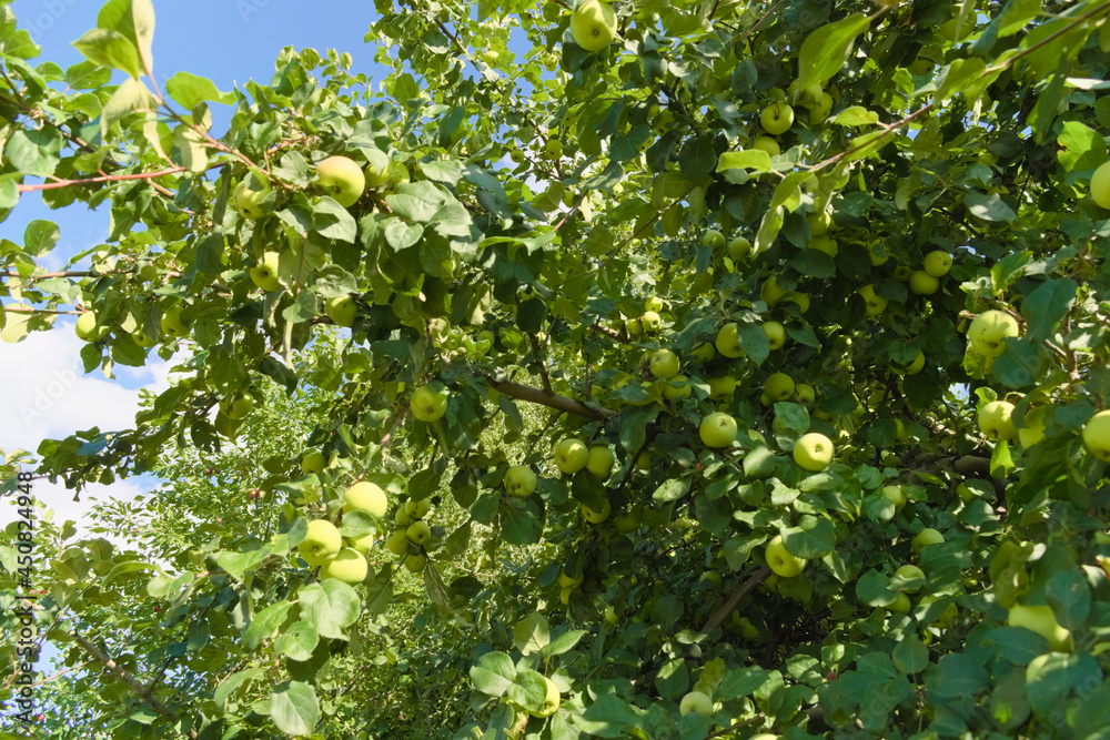 Apple trees with branches full of ripening fruits. Photos from summer orchard.