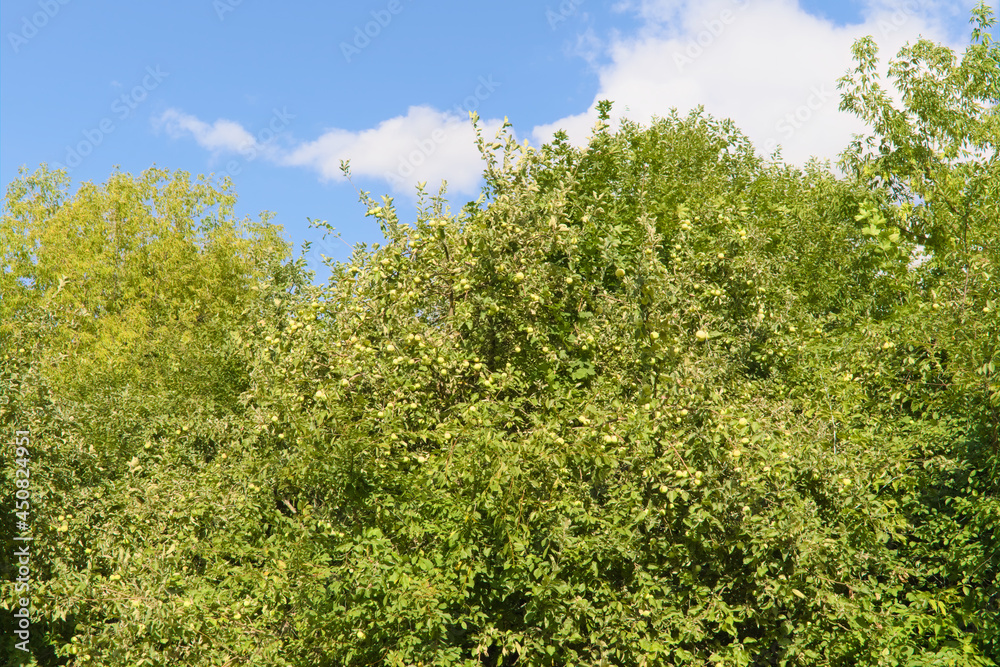 Apple trees with branches full of ripening fruits. Photos from summer orchard. Apple trees with branches full of ripening fruits. Photos from summer orchard.