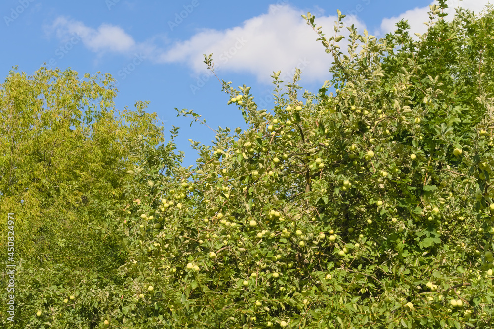 Apple trees with branches full of ripening fruits. Photos from summer orchard.