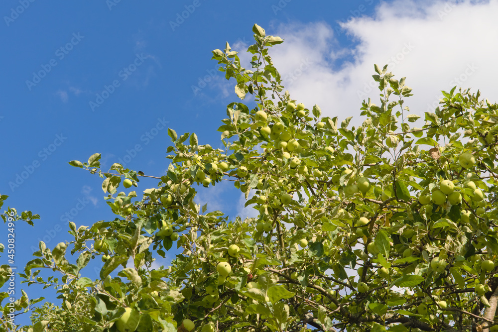 Apple trees with branches full of ripening fruits. Photos from summer orchard.
