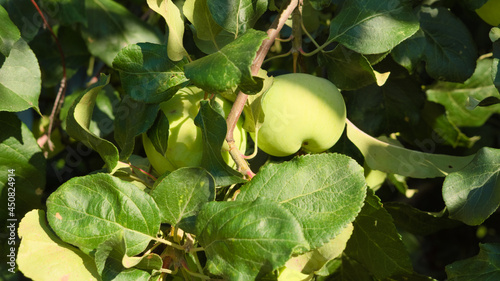 Obraz na płótnie Ripening apples on the branches of an apple tree. Photos from the summer orchard w salonie