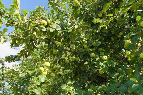 Obraz na płótnie Apple trees with branches full of ripening fruits. Photos from summer orchard. w salonie