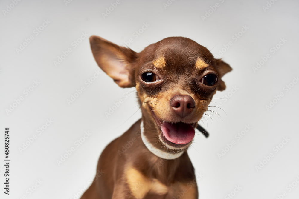 pedigree dog pet puppy grooming light background pedigree dog pet puppy grooming light background