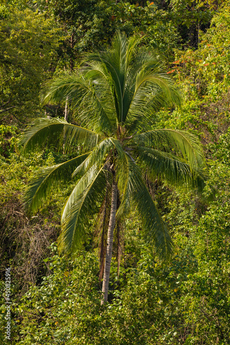 A huge green tropical palm grows amongst the impenetrable jungle on Gam Island  Raja Ampat  West Papua  Indonesia